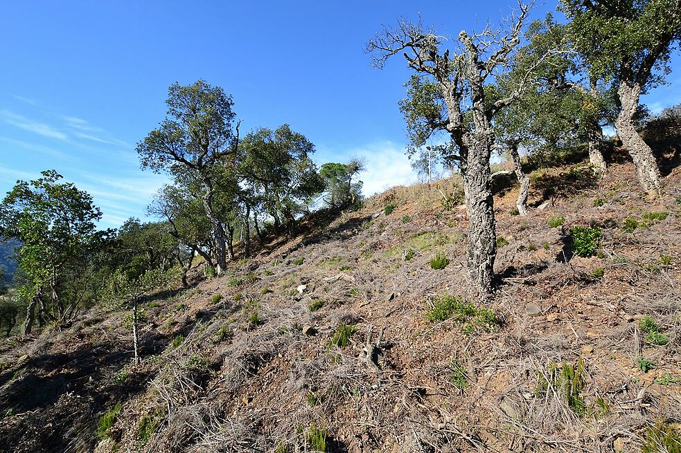 Terreno en venta en Calonge